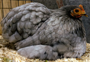 Grey rock rooster for sale