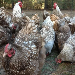 Grey rock breeding pullet for slae