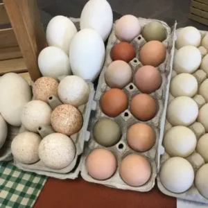 Coon gamefowl eggs for sale