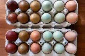 buy exotic Coon eggs