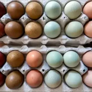 buy exotic Coon eggs