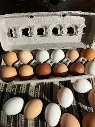 fertile Coon eggs online