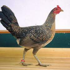 buy exotic Kelso pullet