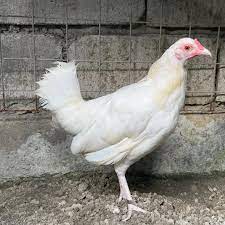 buy exotic Kelso pullet