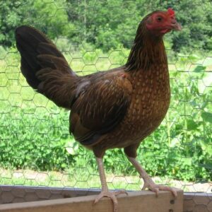 Kelso gamefowl bloodline