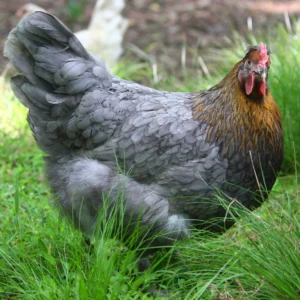 Grey rock rooster for sale